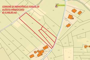 Terreno Agricolo coltivato ad Uliveto