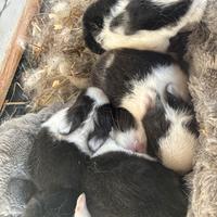 Vendita conigli nani incrocio