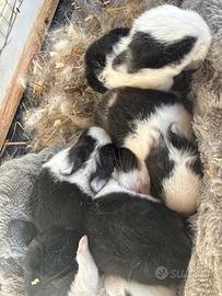 Vendita conigli nani incrocio