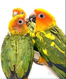 Conuri del sole allevati a mano