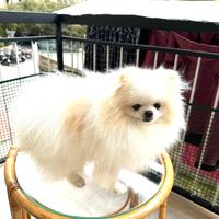 Volpino di Pomerania per accoppiare