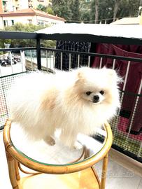 Volpino di Pomerania per accoppiare