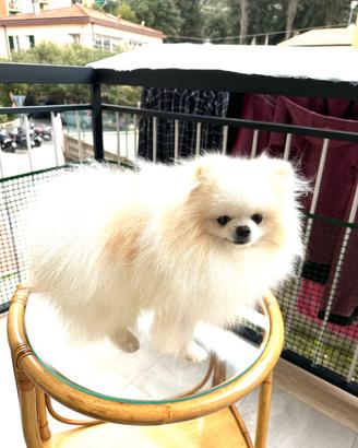 Volpino di Pomerania per accoppiare