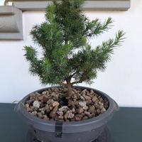 Bonsai di conifera compatta –  sano e armonioso