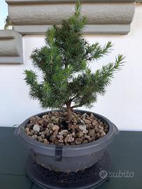 Bonsai di Picea Glauca 🌲 Var. Albertiana