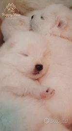 Samoiedo cuccioli