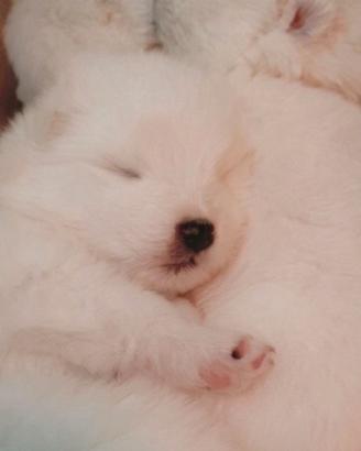 Samoiedo cuccioli