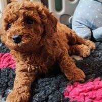 Cucciolata di barboncini maschi e femmine