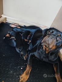 cuccioli di rottweiler 