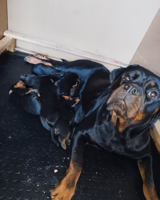 cuccioli di rottweiler 