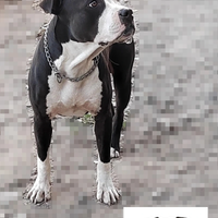 American pitbull accoppiamento