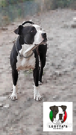 American pitbull accoppiamento