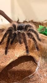 Ragno tarantola tliltocatl albopilosus femmina