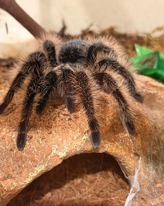 Ragno tarantola tliltocatl albopilosus femmina
