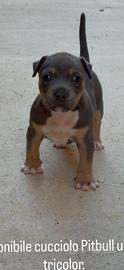 Cucciolo Pitbull ulcera tricolor blu