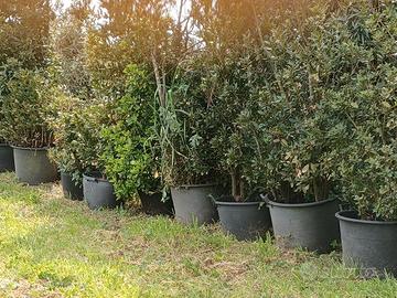 Lauro nobile in vaso da 1.70m a 3 metri