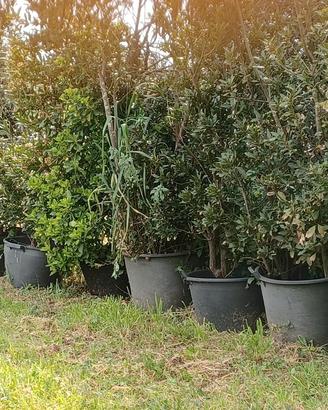 Lauro nobile in vaso da 1.70m a 3 metri