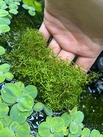 Riccia fluitans pianta acquario prato + omaggio