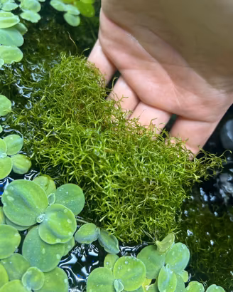 Riccia fluitans pianta acquario prato + omaggio