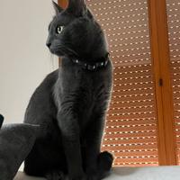 Femmina per maschio di gatto Certosino per monta