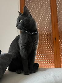 Femmina per maschio di gatto Certosino per monta