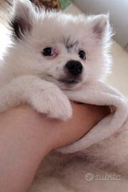 Cucciola volpino spitz