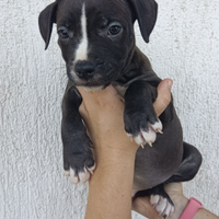 Amstaff cuccioli American Staffordshire Terrier