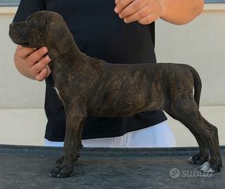 Cucciola cane corso