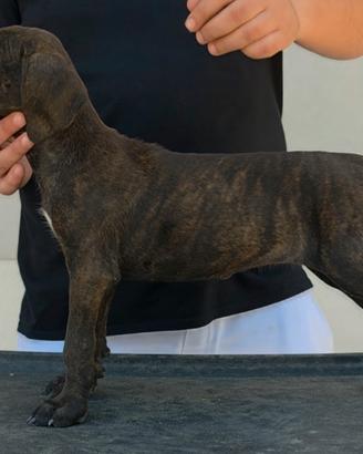 Cucciola cane corso