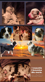 Pastore australiano con pedigree