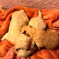 Maltipoo