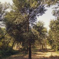 Quercus Suber in zolla querce da sughero