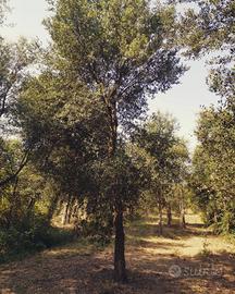 Quercus Suber in zolla querce da sughero
