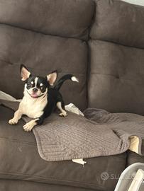 Disponibile per monta chihuahua