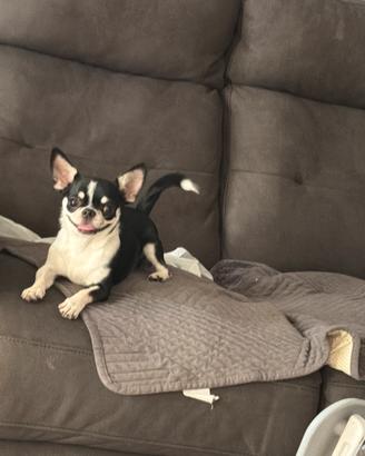 Disponibile per monta chihuahua