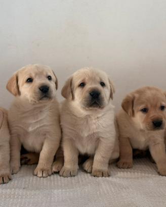 Cuccioli labrador