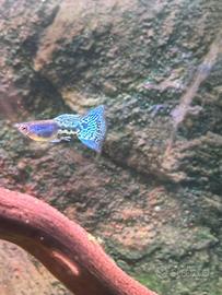 Guppy metal lace