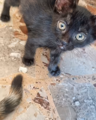Micetti in adozione