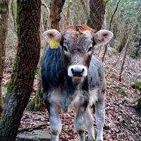 Vitella Grigio alpina- 6 mesi