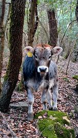 Vitella Grigio alpina- 6 mesi