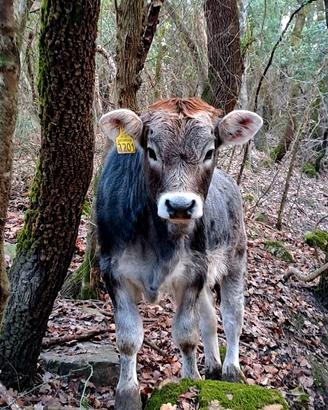 Vitella Grigio alpina- 6 mesi