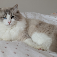Monta gatto ragdoll