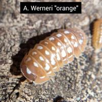 Isopodi - Armadillidium Porcellio Cubaris