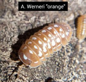 Isopodi - Armadillidium Porcellio Cubaris