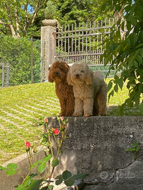 Appartamento vacanze