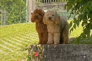 Appartamento vacanze