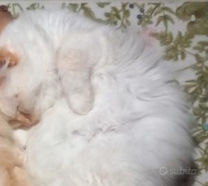   gatta ragdoll