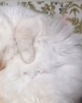   gatta ragdoll