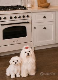 Maschietto maltese