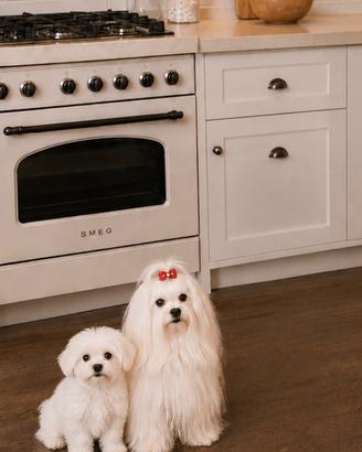 Maschietto maltese